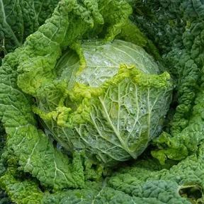 Stockfoto van groene kool