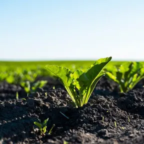 Foto van een plantje op het land in de zon