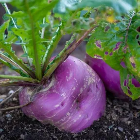 Stockfoto van een koolraap die nog in de grond zit. In het seizoen van oktober t/m maart.