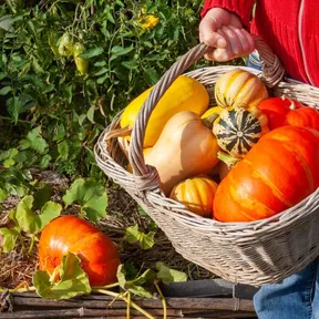 Stockfoto van verschillende pompoenen in een mand